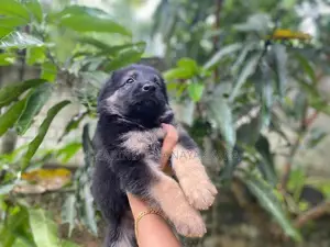 German Shepherd Puppy