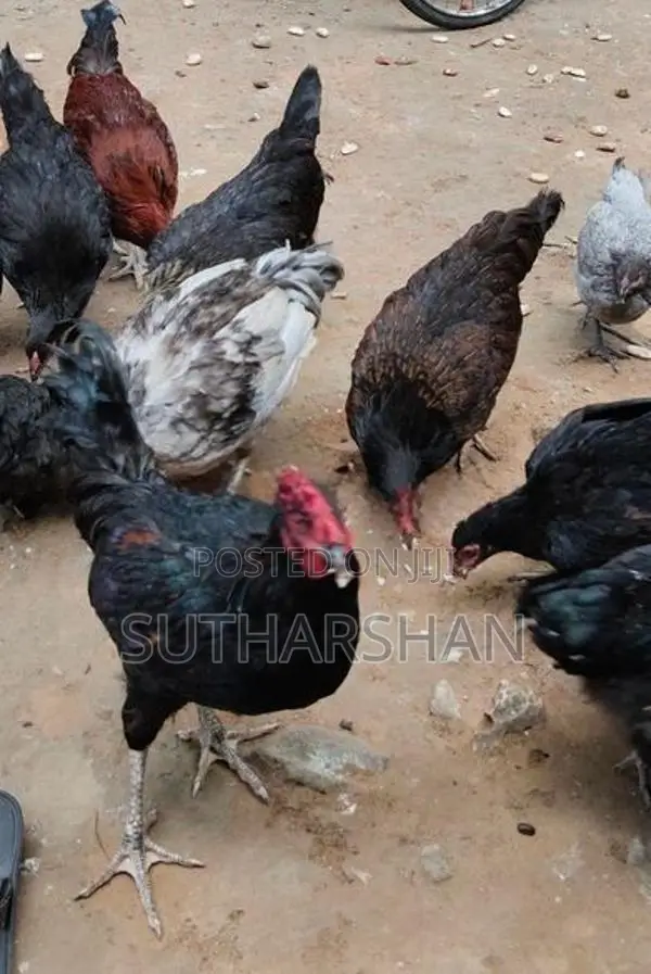 Country Chickens