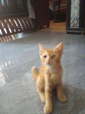 Persian Mixed Cat