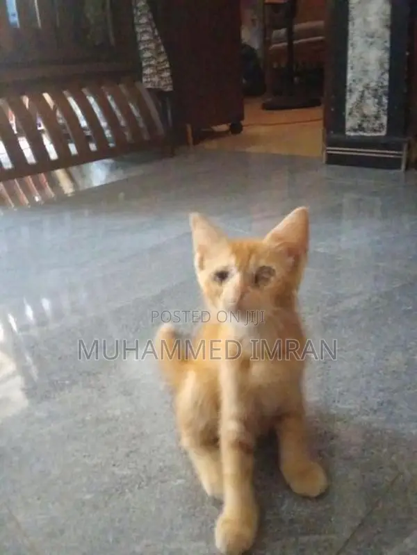 Persian Mixed Cat