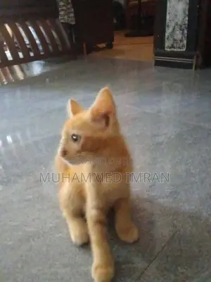Persian Mixed Cat