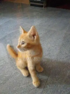 Persian Mixed Cat