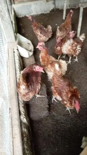 RIR කිකිළියන්