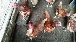 RIR කිකිළියන්