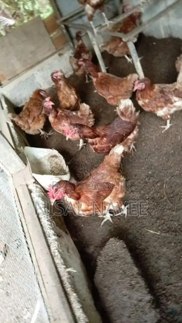RIR කිකිළියන්