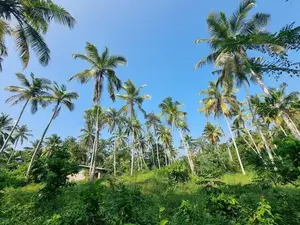 වේයන්ගොඩ - කටුනායක ප්‍රධාන පාරෙන් පොල් වගා කල ඉඩමක්