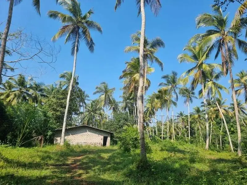 වේයන්ගොඩ - කටුනායක ප්‍රධාන පාරෙන් පොල් වගා කල ඉඩමක්
