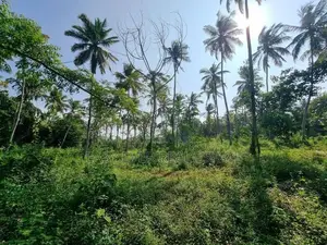 වේයන්ගොඩ - කටුනායක ප්‍රධාන පාරෙන් පොල් වගා කල ඉඩමක්