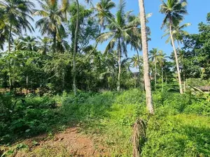 වේයන්ගොඩ - කටුනායක ප්‍රධාන පාරෙන් පොල් වගා කල ඉඩමක්