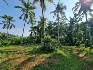 වේයන්ගොඩ - කටුනායක ප්‍රධාන පාරෙන් පොල් වගා කල ඉඩමක්
