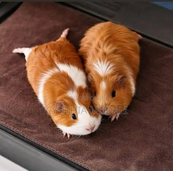 Long and short hair Guinea pigs