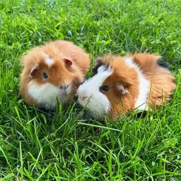 Long and short hair Guinea pigs