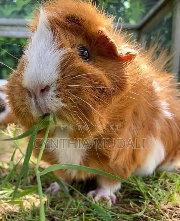 Guinea Pigs