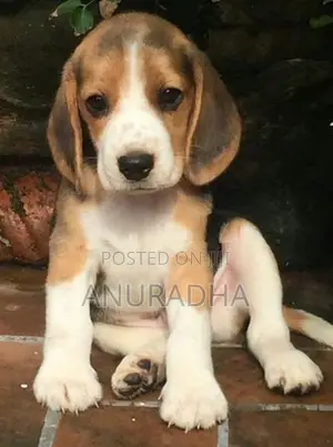 Beagle Puppies