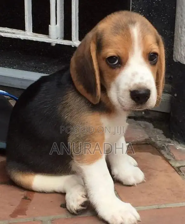 Beagle Puppies