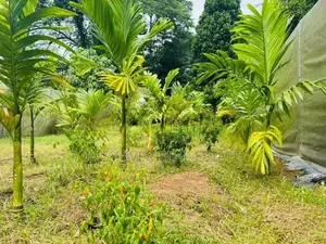 නිට්ටබුව නගරයෙන්ම වෙල්‍ යායකට මායිම් පර්චස් 40 ඉඩමක්