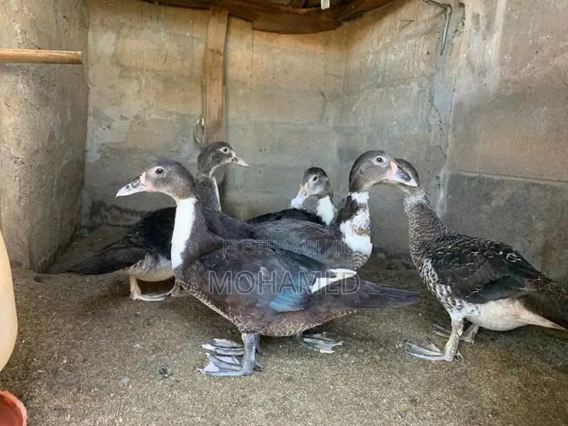 Ducks