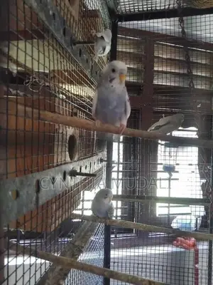 Love birds/ budgie