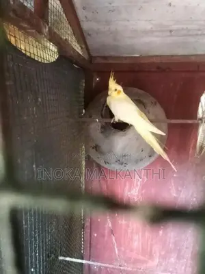 Cockatiel Birds