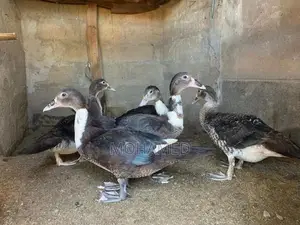 Ducks
