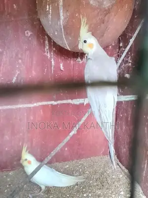 Cockatiel Birds