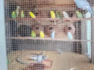 Cockatiel Birds