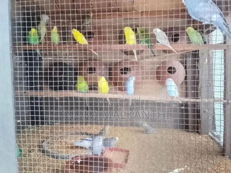 Cockatiel Birds