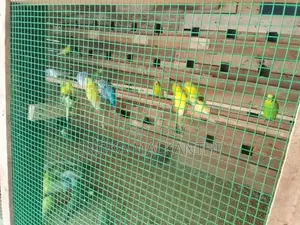 Cockatiel Birds