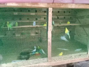 Cockatiel Birds