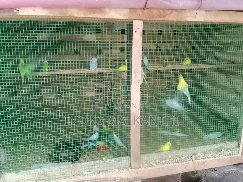 Cockatiel Birds