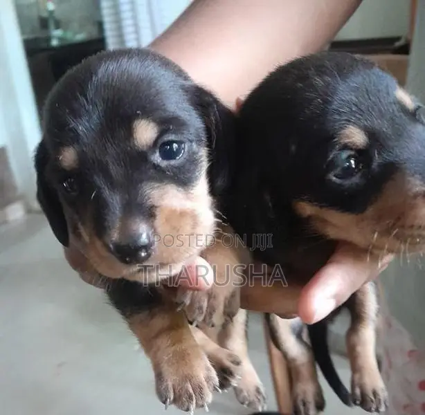 Dashound puppys