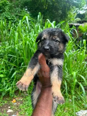 Lion Shepherd Puppies
