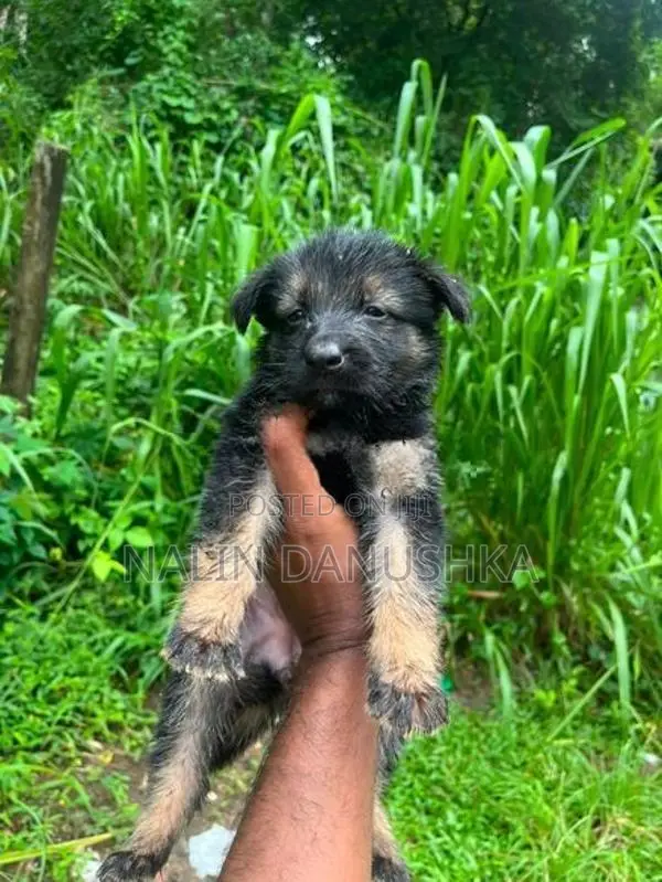 Lion Shepherd Puppies