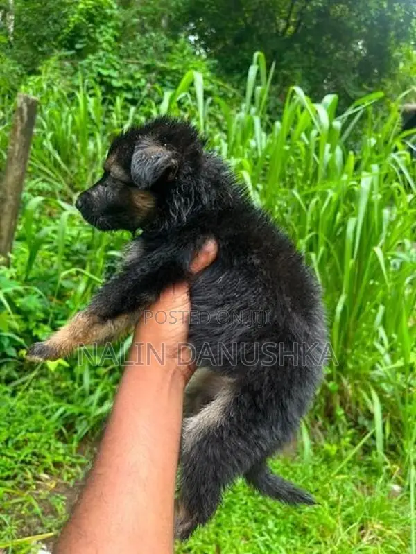 Lion Shepherd Puppies