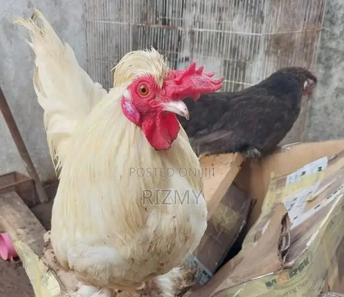 Farm Hens