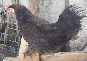 Farm Hens