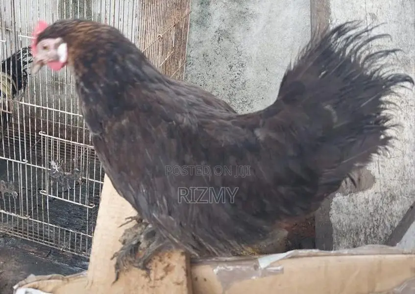 Farm Hens