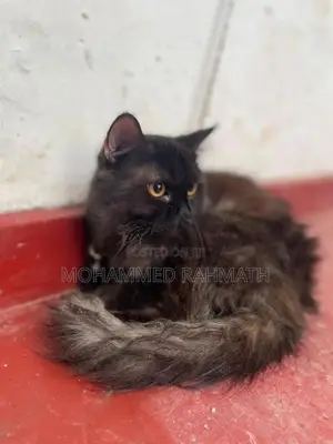 Persian Cat