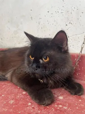 Persian Cat