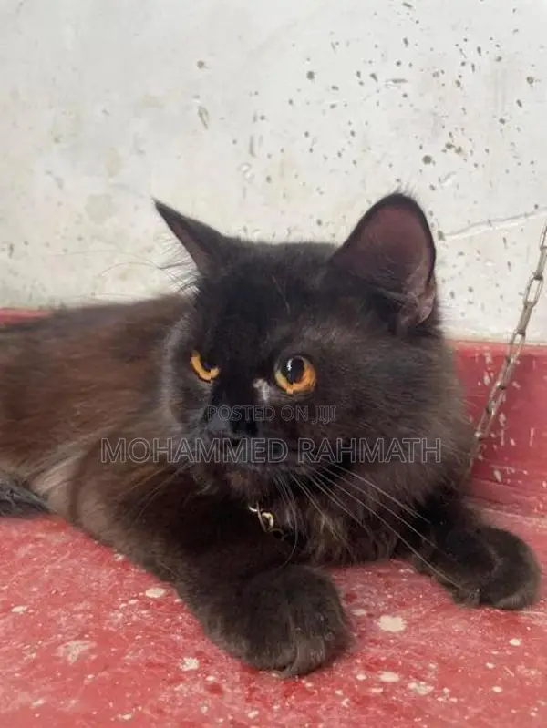 Persian Cat