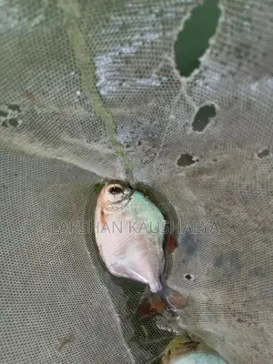 Calico Goldfish
