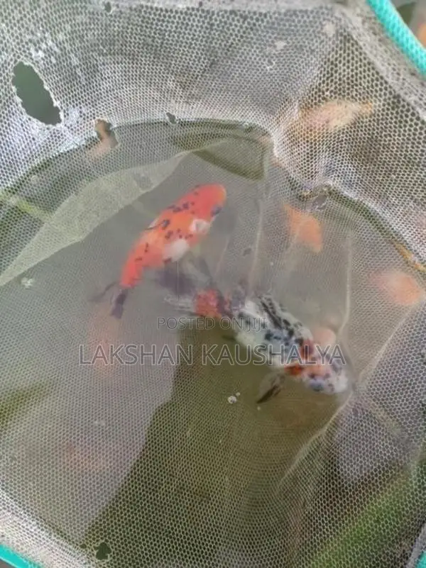 Calico Goldfish
