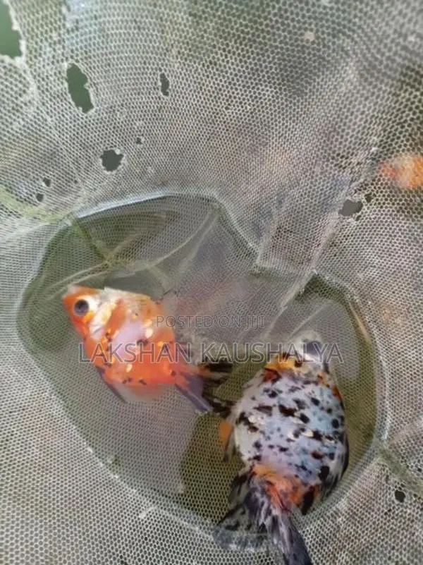 Calico Goldfish