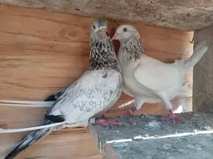 Pigeons