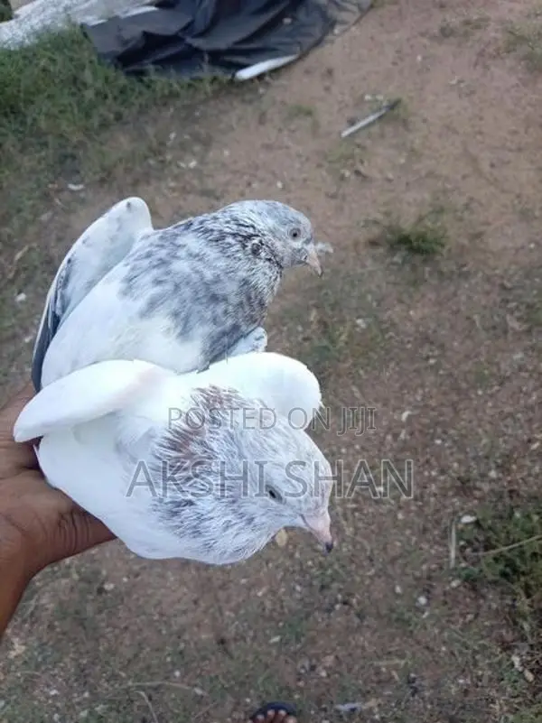 Pigeons