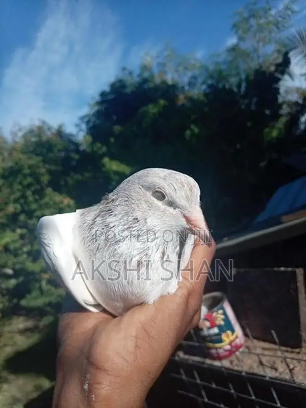 Pigeons