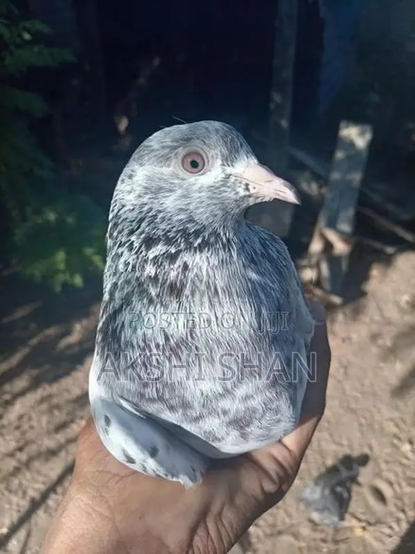 Pigeons