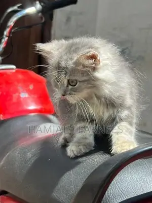 Persian Kittens