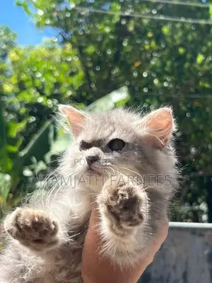 Persian Kittens