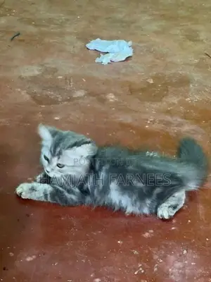 Persian Kittens